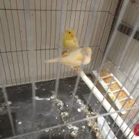 قناری|پرنده|یزد, |دیوار