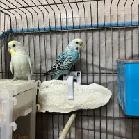 مرغ عشق جفت مولد