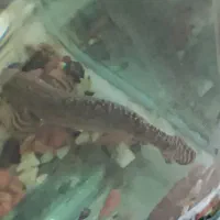 اکواریوم بزرگ|ماهی|تبریز, |دیوار