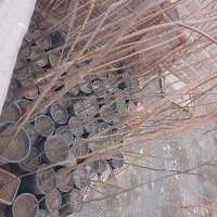 تعدادی درخت زیتون تلخ