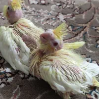 جوجه عروس هلندی