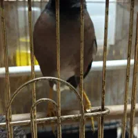 مرغ مینا بازیگوش|پرنده|پارس‌آباد, |دیوار