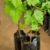 نهال انگور گلدانی