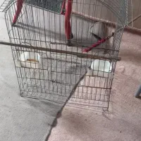 قفس مخصوص عروس هلندی