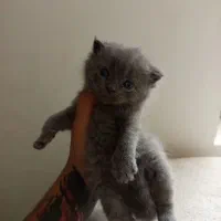 گربه اسکاتیش|گربه|گرگان, |دیوار