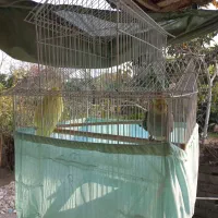 طوطی عروس|پرنده|فومن, |دیوار