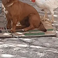 سگ گمشده|سگ|کرمان, |دیوار