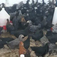 توزیع جوجه مرغ جهادی سه ماهه به نرخ دولتی|حیوانات مزرعه|اصفهان, زیار|دیوار