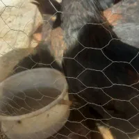 جوجه خروس|حیوانات مزرعه|ارسنجان, |دیوار