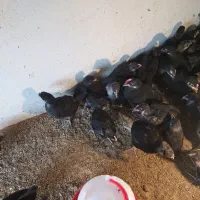 جوجه یک ماهه مرغ خروس استرالوپ استرالیایی بهترین ر