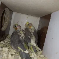 جوجه عروس هلندی|پرنده|تربت جام, خیرآباد|دیوار