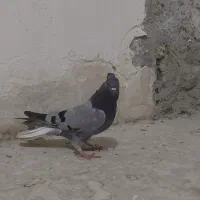 کفتر مفلق اصفونی دم سفید