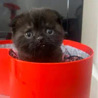 گربه اسکاتیش