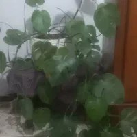 گل طبیعی|گل و گیاه طبیعی|قم, انسجام|دیوار