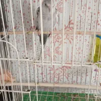 طوطی عروس هلندی|پرنده|دهگلان, |دیوار