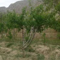 فروش-باغ