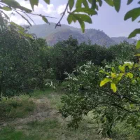 زمین باغی سنددار|فروش زمین و ملک کلنگی|نوکنده, |دیوار