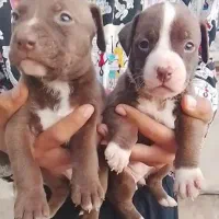 پیت بول مشکی شناسنامه دار نگهبان سفت سفت|سگ|کاشان, راوند|دیوار