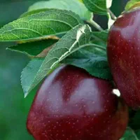 تولید و عرضه نهال سیب میراکل|خدمات باغبانی و درختکاری|خوسف, |دیوار