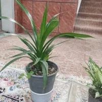 گلدون پریوش زیبا مخصوص باغچه در تمام فصلها گل دارد|گل و گیاه طبیعی|نورآباد ممسنی, |دیوار