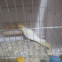 عروس هلندی|پرنده|کلاله, |دیوار