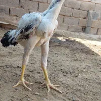 جوجه خروس|حیوانات مزرعه|سلامی, |دیوار