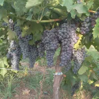 قلمه نهال ترکمن ۴