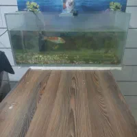 فروش اکواریم