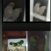 طوطی کوتوله برزیل