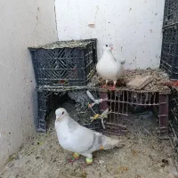 کبوتر