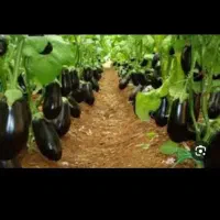 فروش۳۰۰۰ نهال بادمجان
