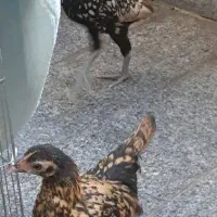 با سلام مرغ خروس سبرایت