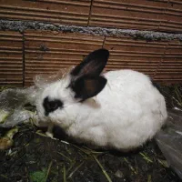 فروش خرگوش نر بالغ هیکلی