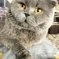 گربه ایکاتیش فولد بالغ
