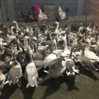 حراج غاز کشتار و تخمگذار