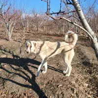 سگ ماده سرابی