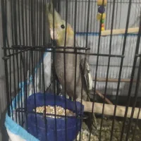 عروس هلندی|پرنده|حویق, |دیوار