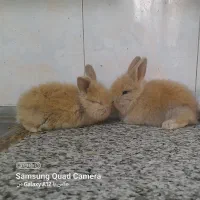 خرگوش خوشگل وبامزه