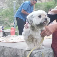 توله سگ اشپیتس ۴ عدد