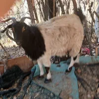 ۳عدد توشتیر تمام بتنی پروار