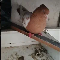 کفتر صید ماده