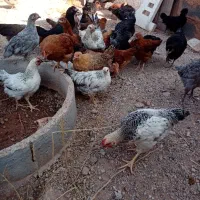 مرغ و خروس وباری