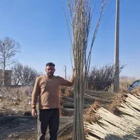 پیش فروش نهال آغاز شد به قیمت پارسال