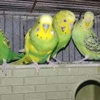 دوجفت مرغ عشق