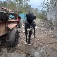 سگ گله|سگ|آستانه اشرفیه, |دیوار