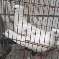 نر کمخال و ماده دم سیاه