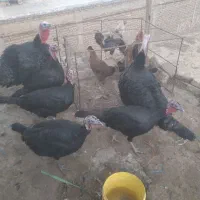 بوقلمون بهترین نژاد آمریکایی سیاه|حیوانات مزرعه|زرین دشت (همدان), |دیوار