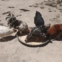 حیوانات