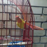 کوتوله برزیلی|پرنده|شاهین‌شهر, شهرک پردیس|دیوار