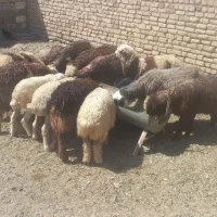 بره